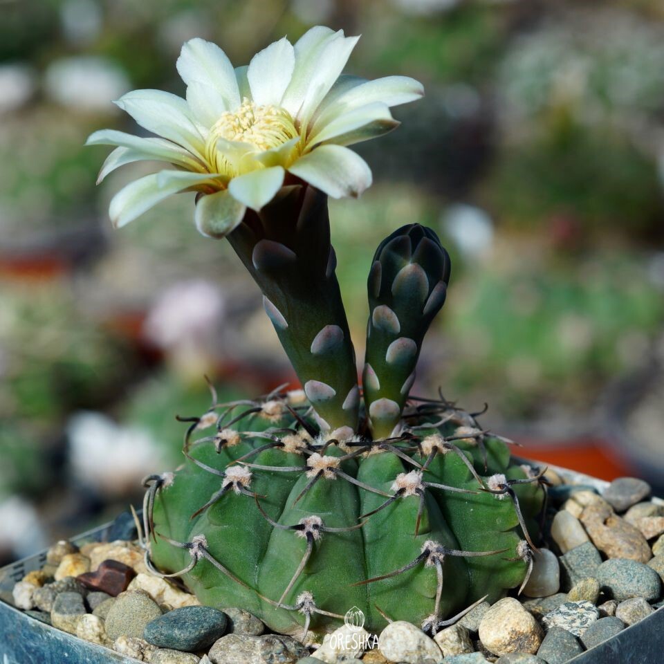 Seeds of Cactus Gymnocalycium vatteri v. altautinense VG 302 (Gymnocalycium vatteri v. altautinense VG 302) — 10 pcs
