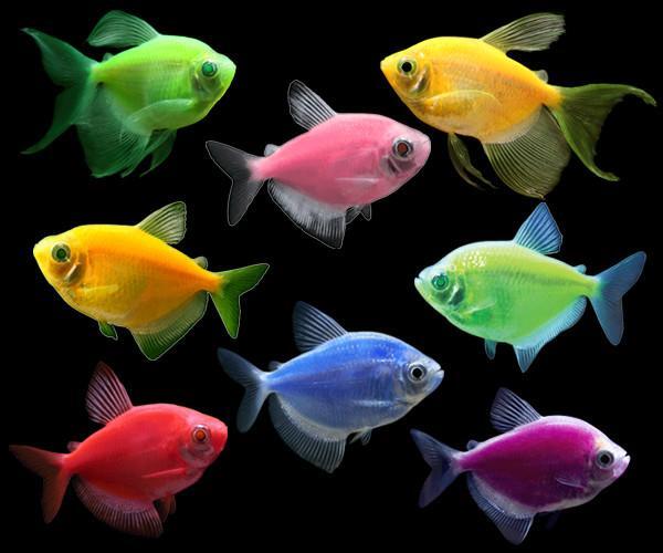 Рыбки аквариумные неоновые фото и название