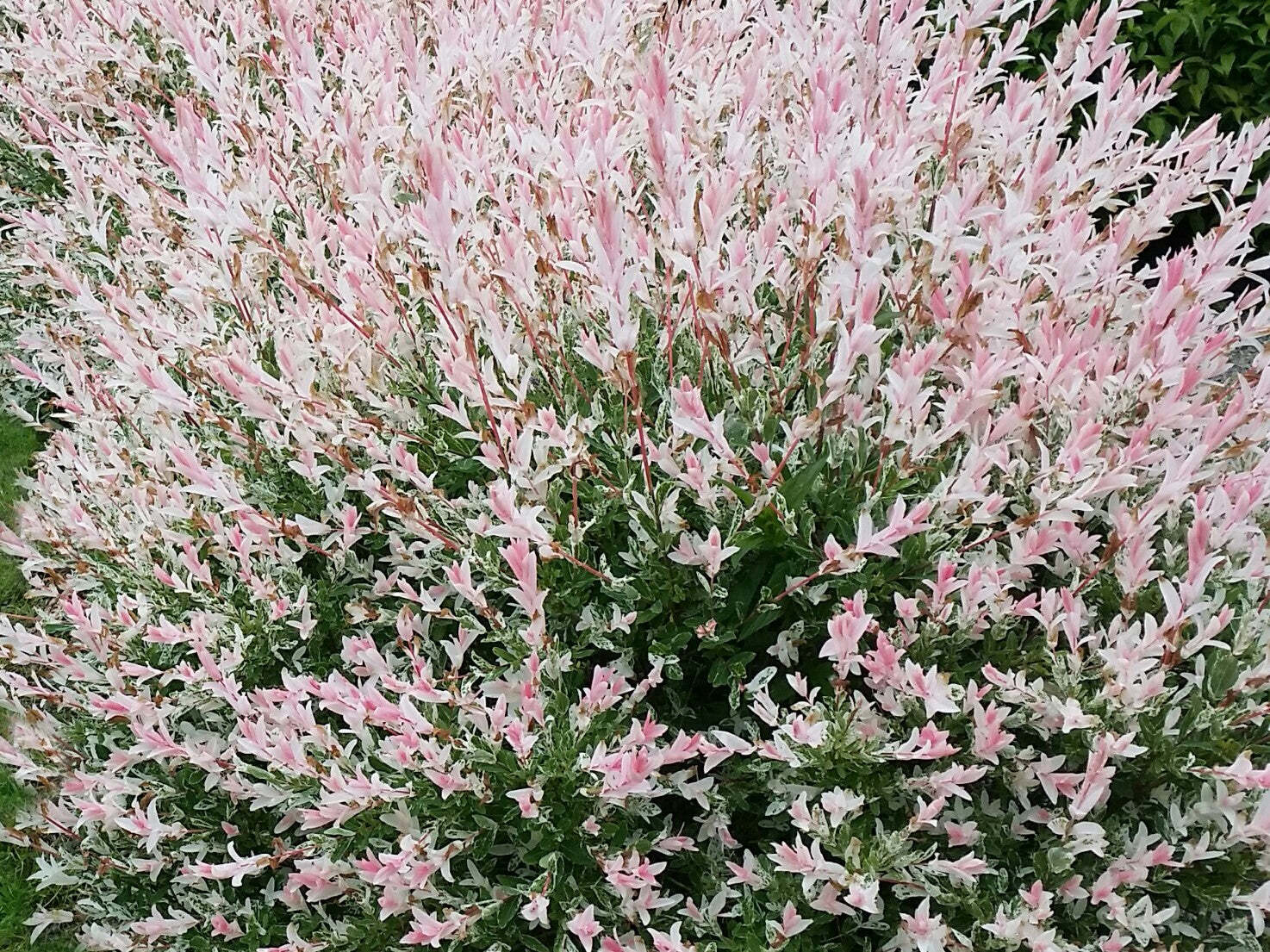 Ива нишики фото. Ива цельнолистная (Salix Integra Hakuro Nishiki). Японская Ива Хакуро нишики. Дерево Хакуро нишики. Хакуро нишики кустарник.