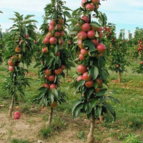 Яблоня колоновидная Алые паруса