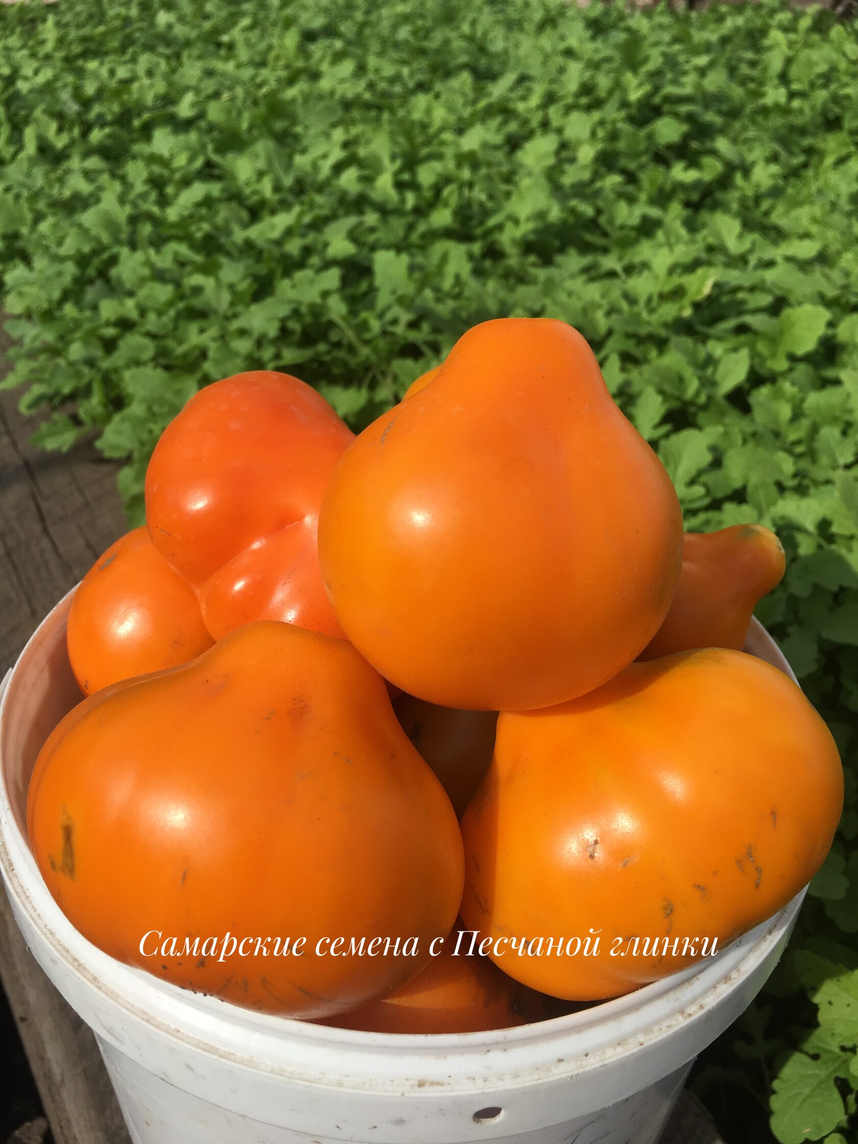 томаты груша красная описание сорта фото
