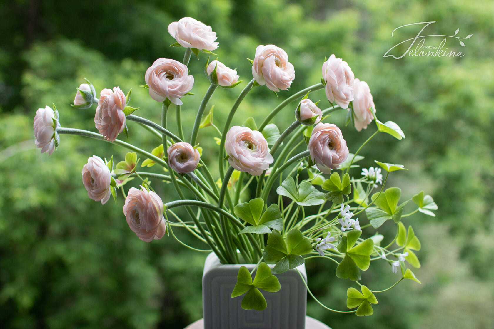 Ranunculus graminifolia