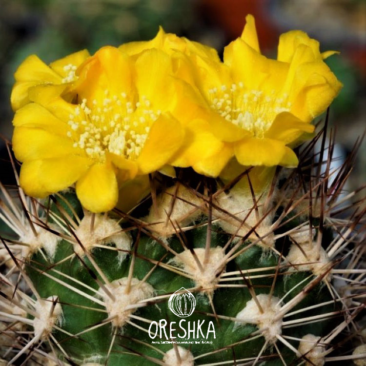 Seeds of Cactus Weingartia mix (Weingartia mix) — 10 pcs