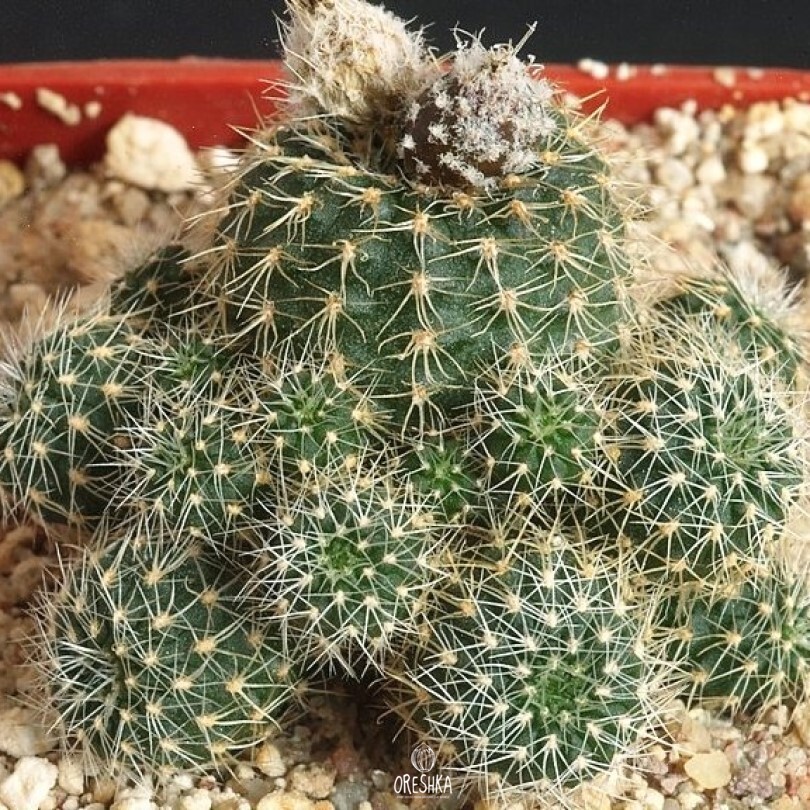 Seeds of Cactus Frailea albispina (Frailea albispina) — 10 pcs