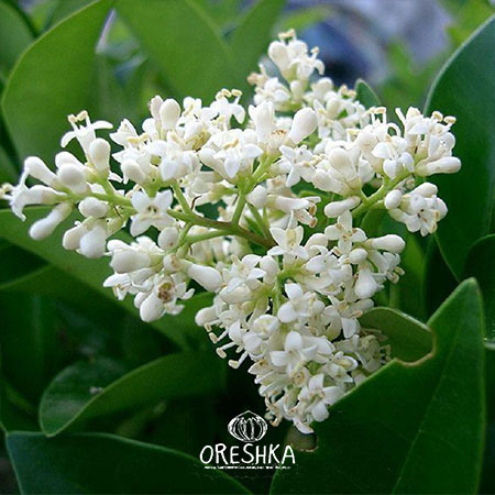Seeds of Japanese privet (Ligustrum Japonicum) — 30 pcs
