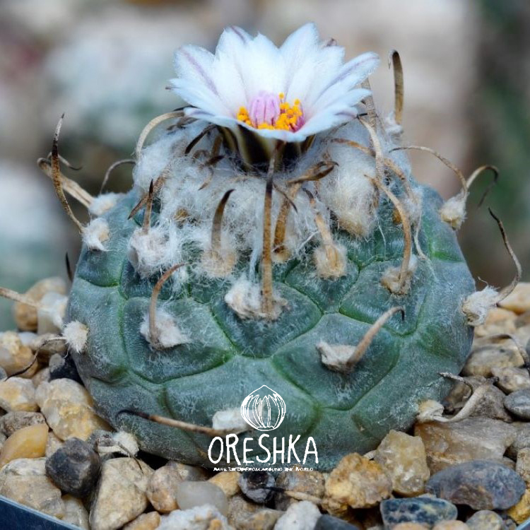 Seeds of Cactus Turbonicarpus polaskii SB-269 (Turbonicarpus polaskii SB-269) — 10 pcs