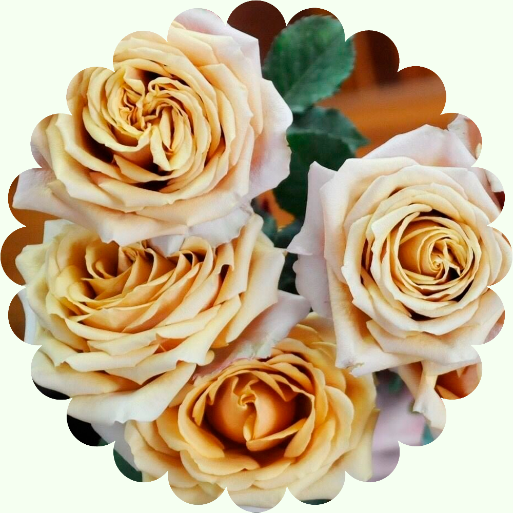 Роза чайно-гибридная Голден Мусдарт