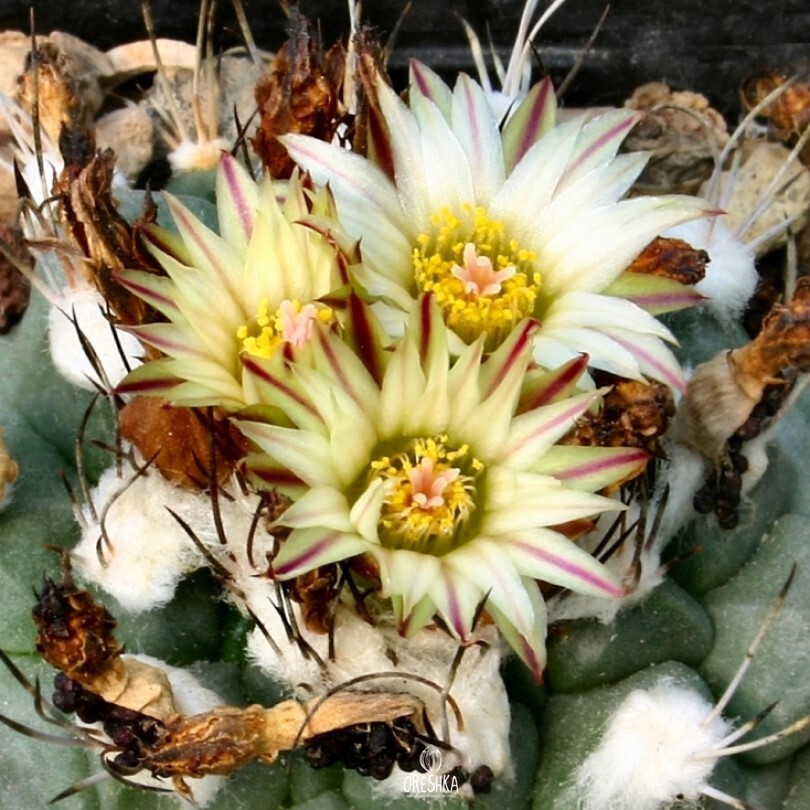 Seeds of Cactus Turbinicarpus swobodae (Turbinicarpus swobodae) — 10 pcs
