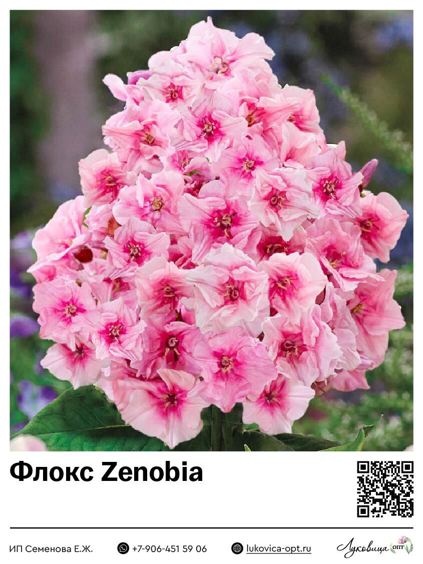 Флокс Zenobia (Метельчатый) 1 шт