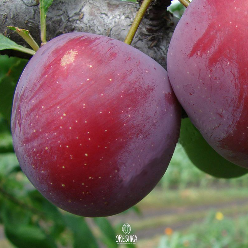 Seeds of Plums are plentiful (Prunus salicina) — 5 pcs