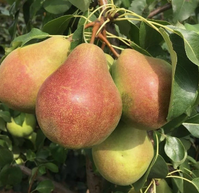 Груша колоновидная Найт Верт