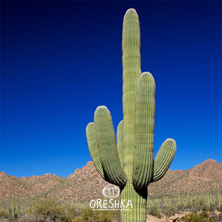 Seeds of Cactus Cereus (Cereus) — 10 pcs