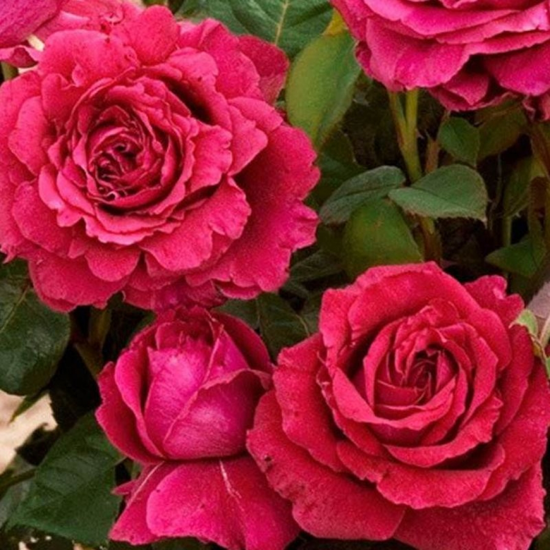 Rose des