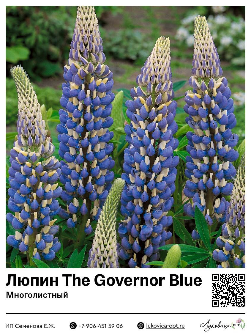 Люпин The Governor Blue (Многолистный)