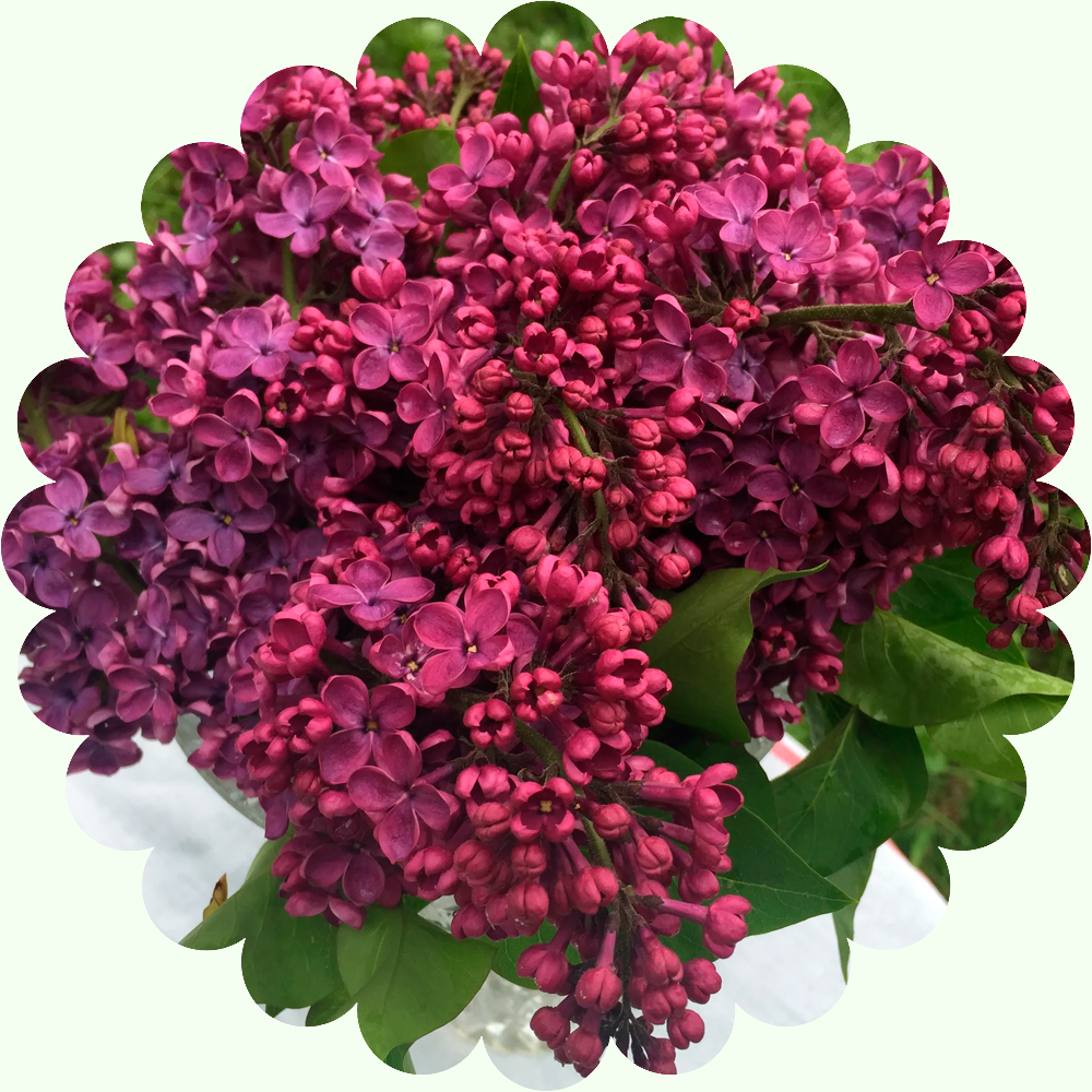 Сирень простая Индия