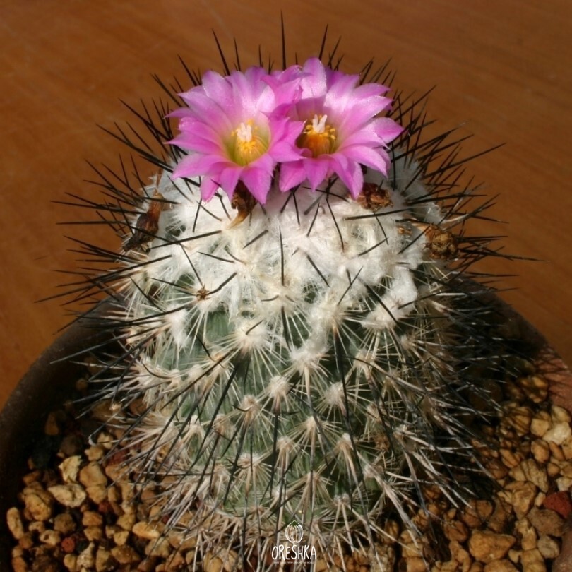 Seeds of Cactus Gymnocactus viereckii L 1159 (Gymnocactus viereckii L 1159) — 10 pcs