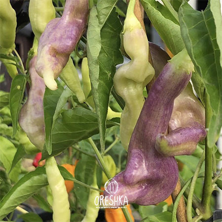 Seeds of Hot pepper Aji Confusion long (Capsicum) — 5 pcs
