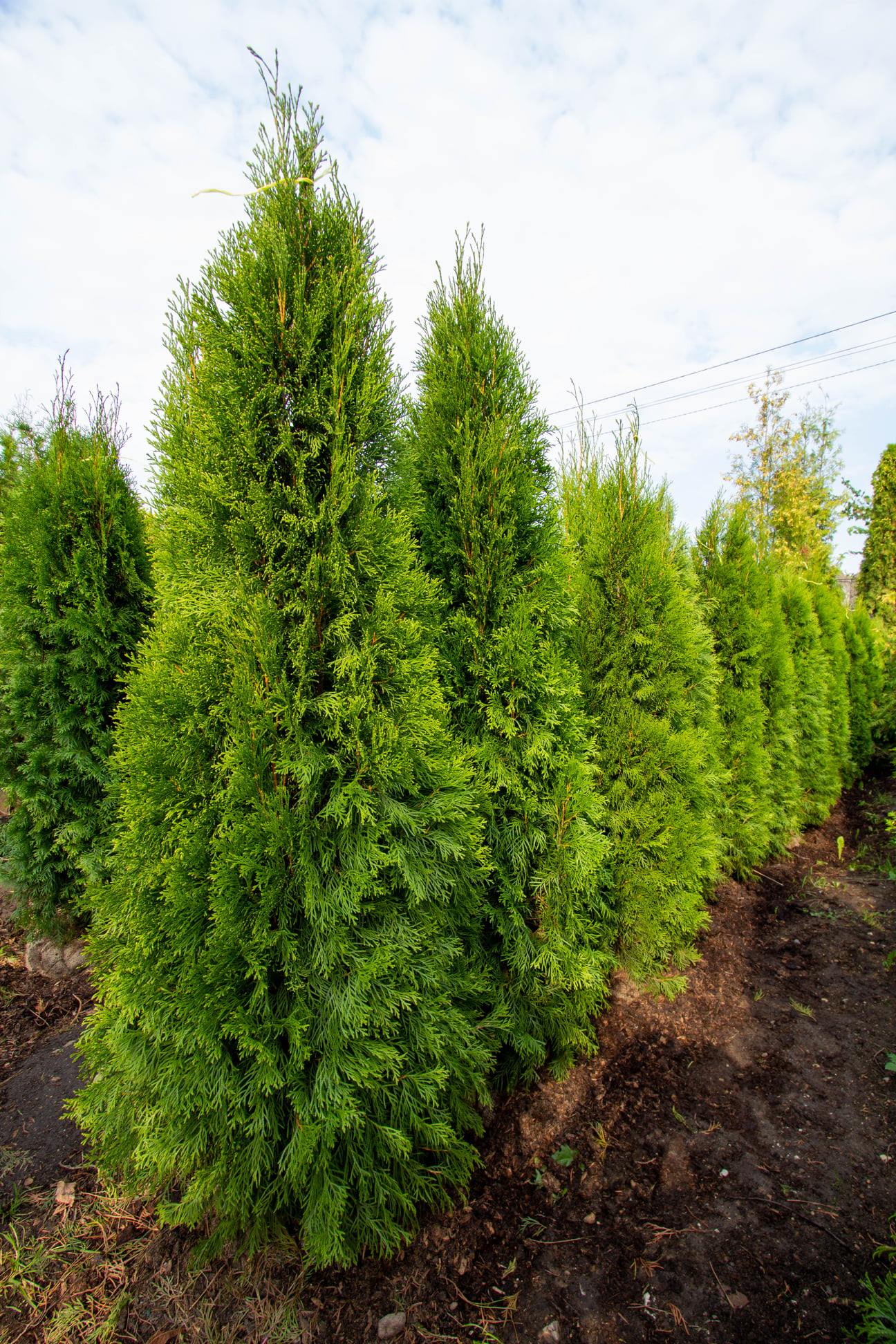 Туя Западная Смарагд