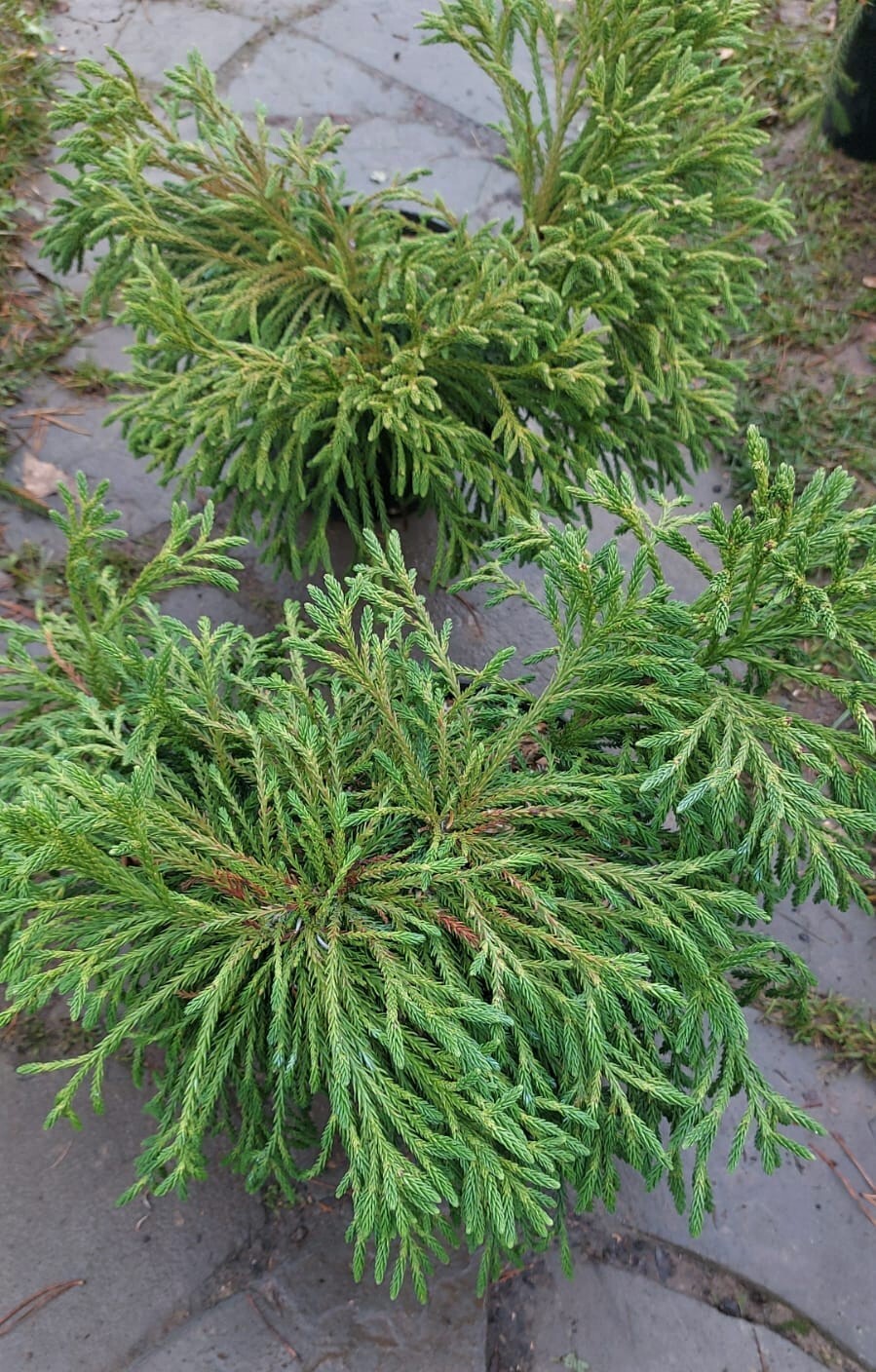 Криптомерия японская Литл Чемпион (Cryptomeria japonica Little Champion)