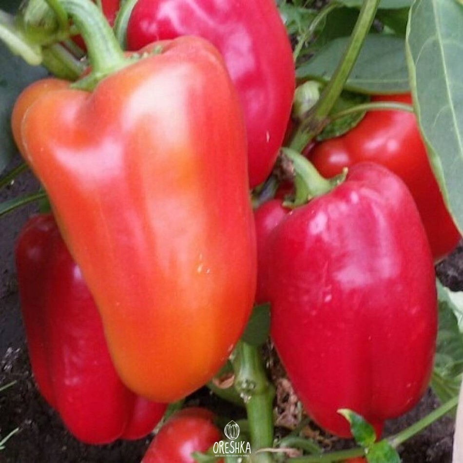 Seeds of Sweet pepper Harvest Guseva (Capsicum) — 10 pcs