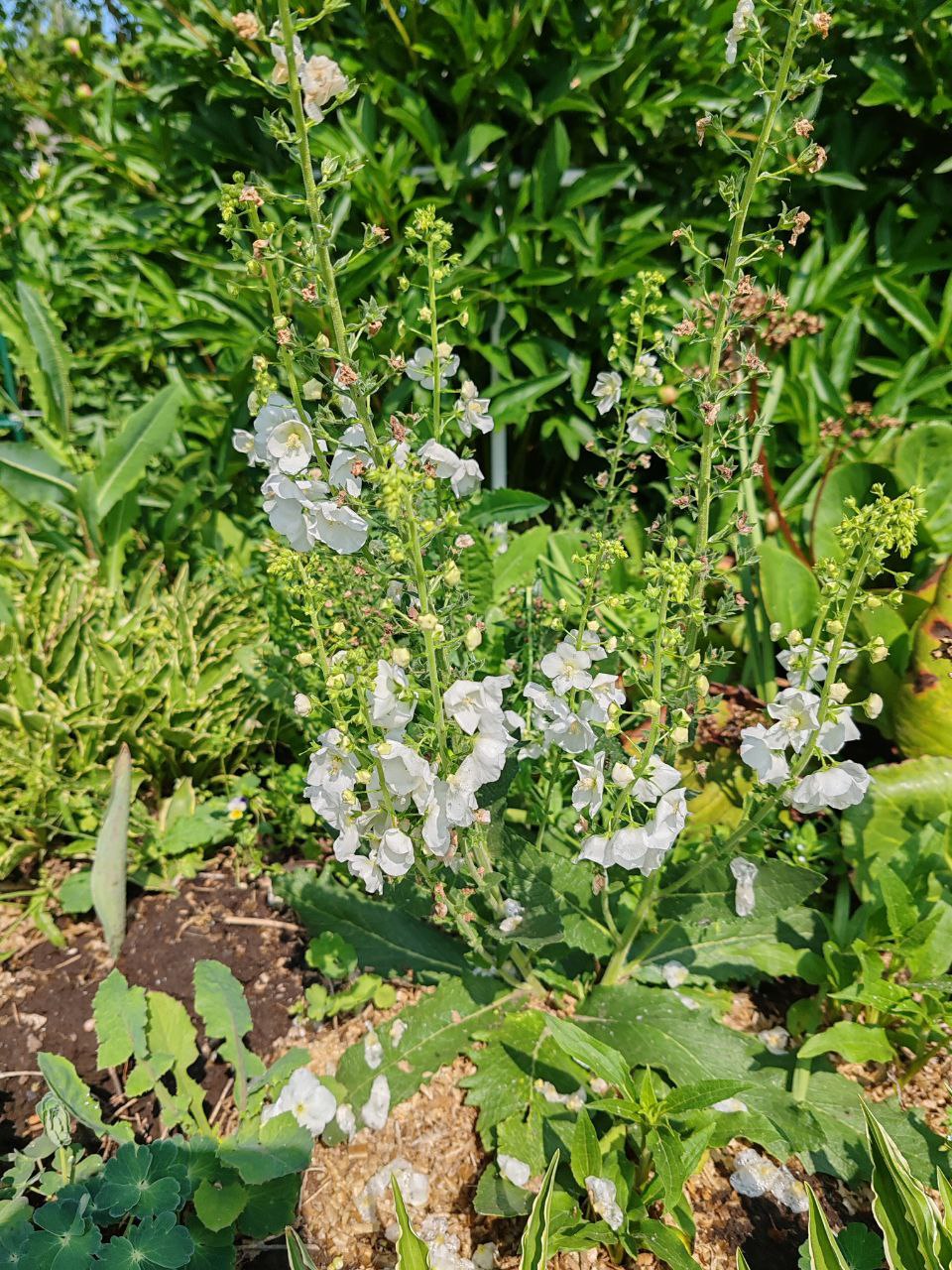 Вербаскум (Коровяк)