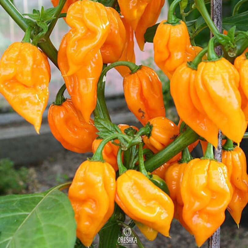 Seeds of Hot pepper Bhut jolokia orange (Capsicum) — 5 pcs