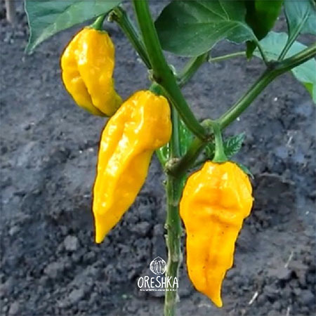 Seeds of Hot pepper Bhut Jolokia Yellow (Capsicum) — 5 pcs