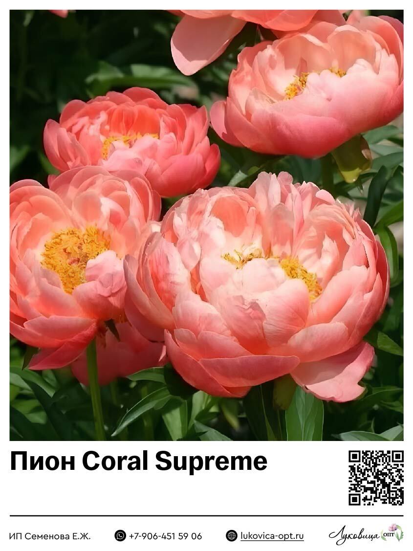 Пион Coral Supreme