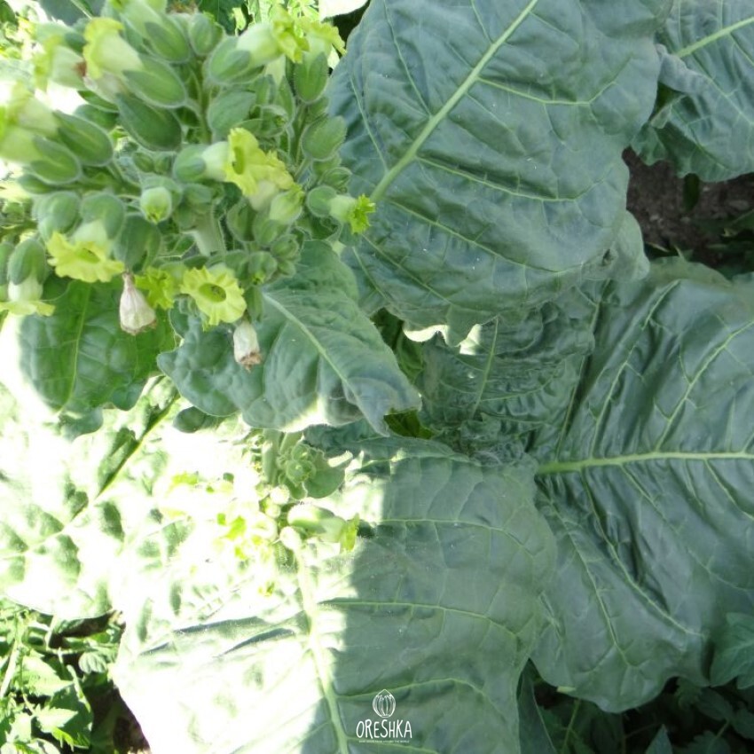 Seeds of shag AS - 18/7 (Nicotiana tabacum) — 300 pcs