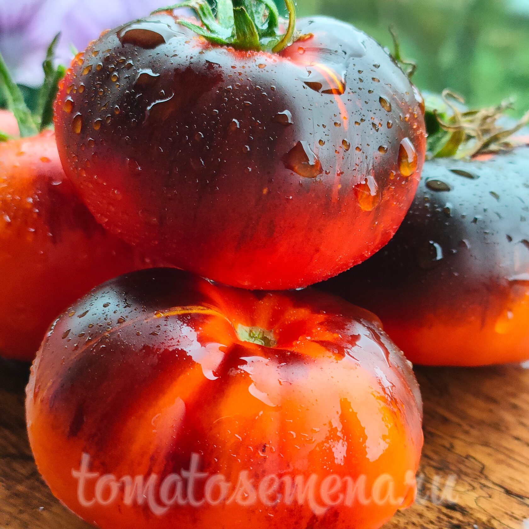 Синий Джоли/ Блю Джоли (Blue Jolies)