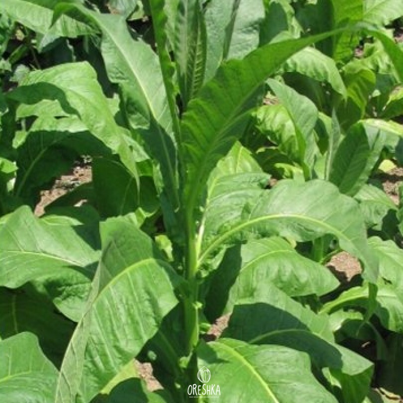 Seeds of Tobacco lizard tail orinocco * turtle foot (Nicotiana tabacum) — 300 pcs