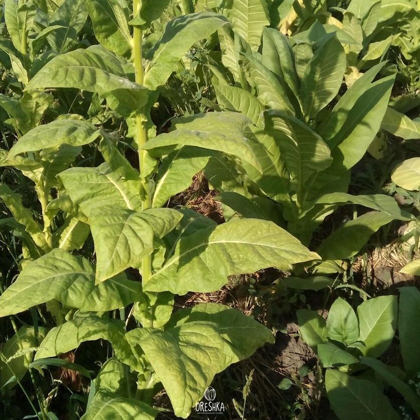Seeds of Tobacco magnolia (Nicotiana tabacum) — 300 pcs
