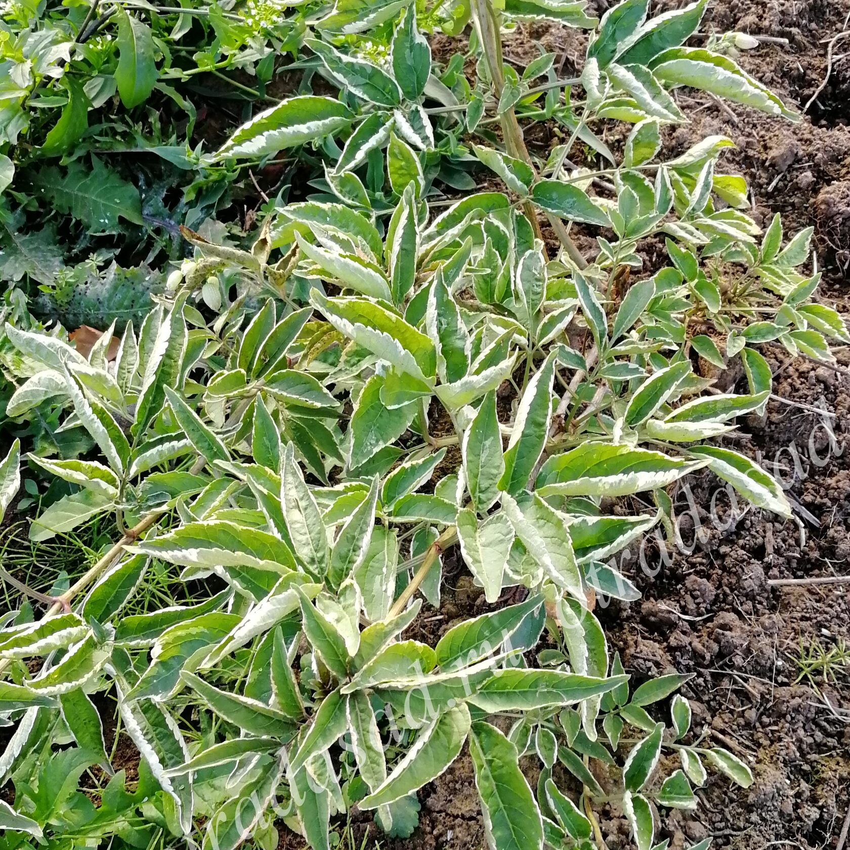 Бузина черная Variegata, саженцы