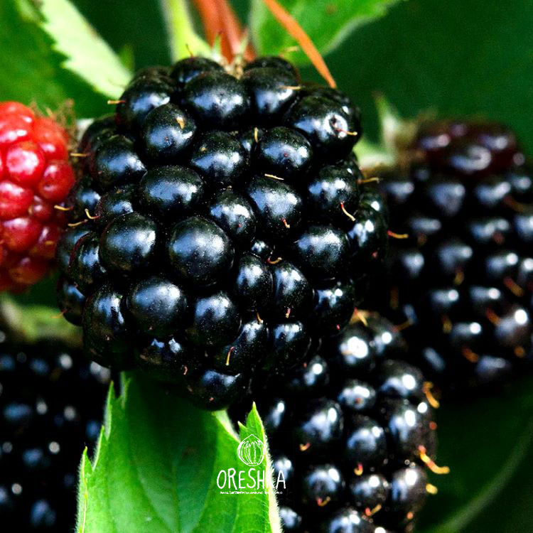 Seeds of Blackberry (Rubus Himalayan) — 50 pcs