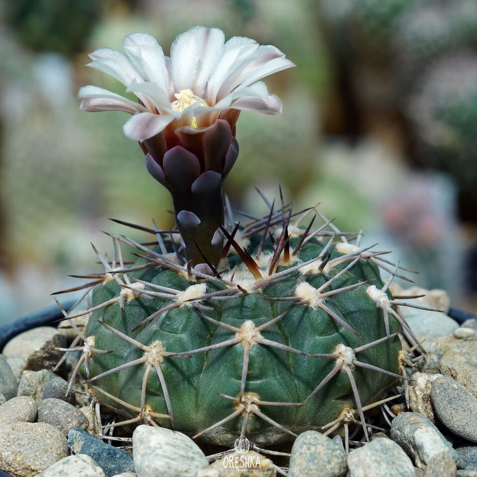 Seeds of Cactus Gymnocalycium riojense v. pipanacoense VG 187 (Gymnocalycium riojense v. pipanacoense VG 187) — 10 pcs