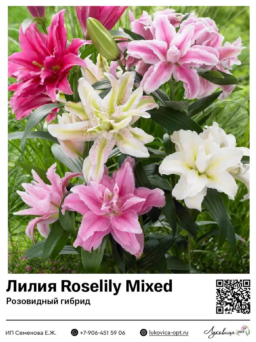 Лилия Roselily Mixed (Розовидный гибрид)
