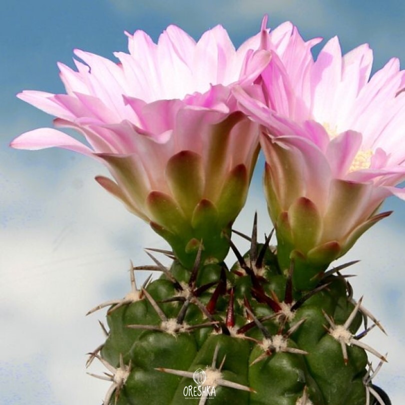 Seeds of Cactus Gymnocalycium achirasense v. kainradliae GN 90-270/866 (Gymnocalycium achirasense v. kainradliae GN 90-270/866) — 10 pcs