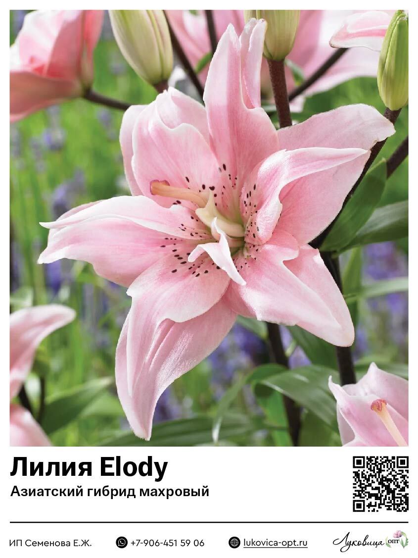 Лилия Elodie (Азиатский гибрид, махровый)