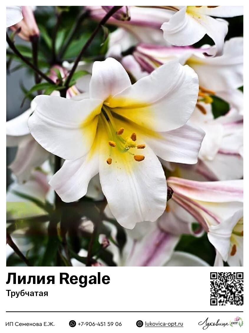 Лилия Regale (Трубчатая)