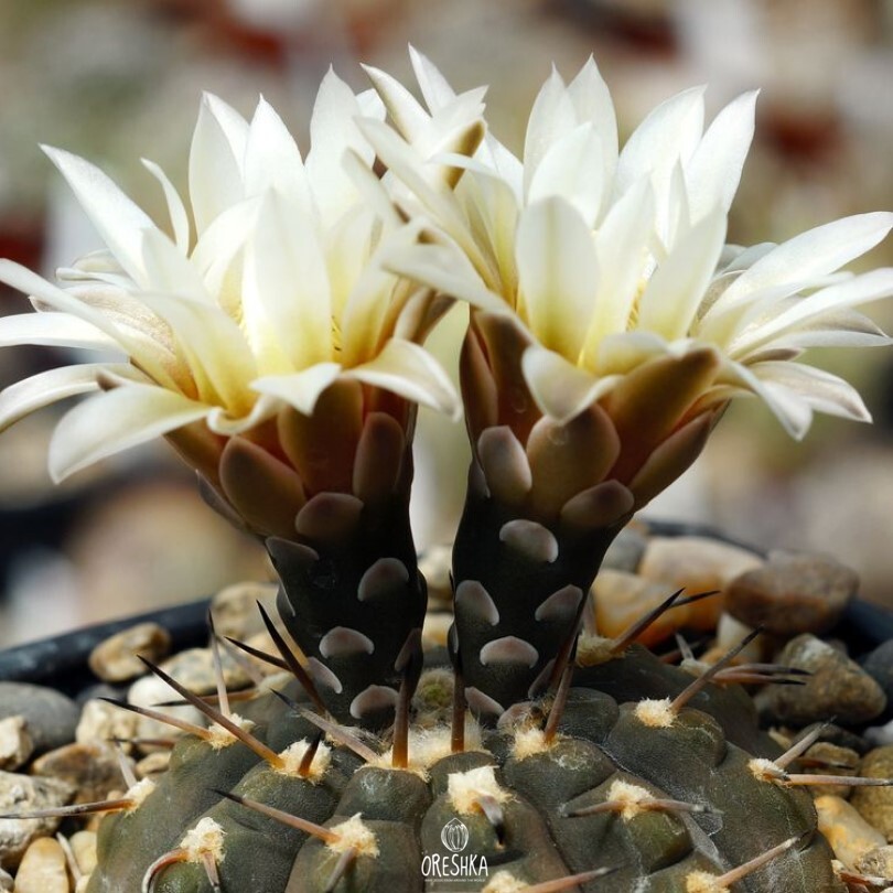 Seeds of Cactus Gymnocalycium riojense ssp. paucispinum v. platygonum VG 065 (Gymnocalycium riojense ssp. paucispinum v. platygonum VG 065) — 10 pcs