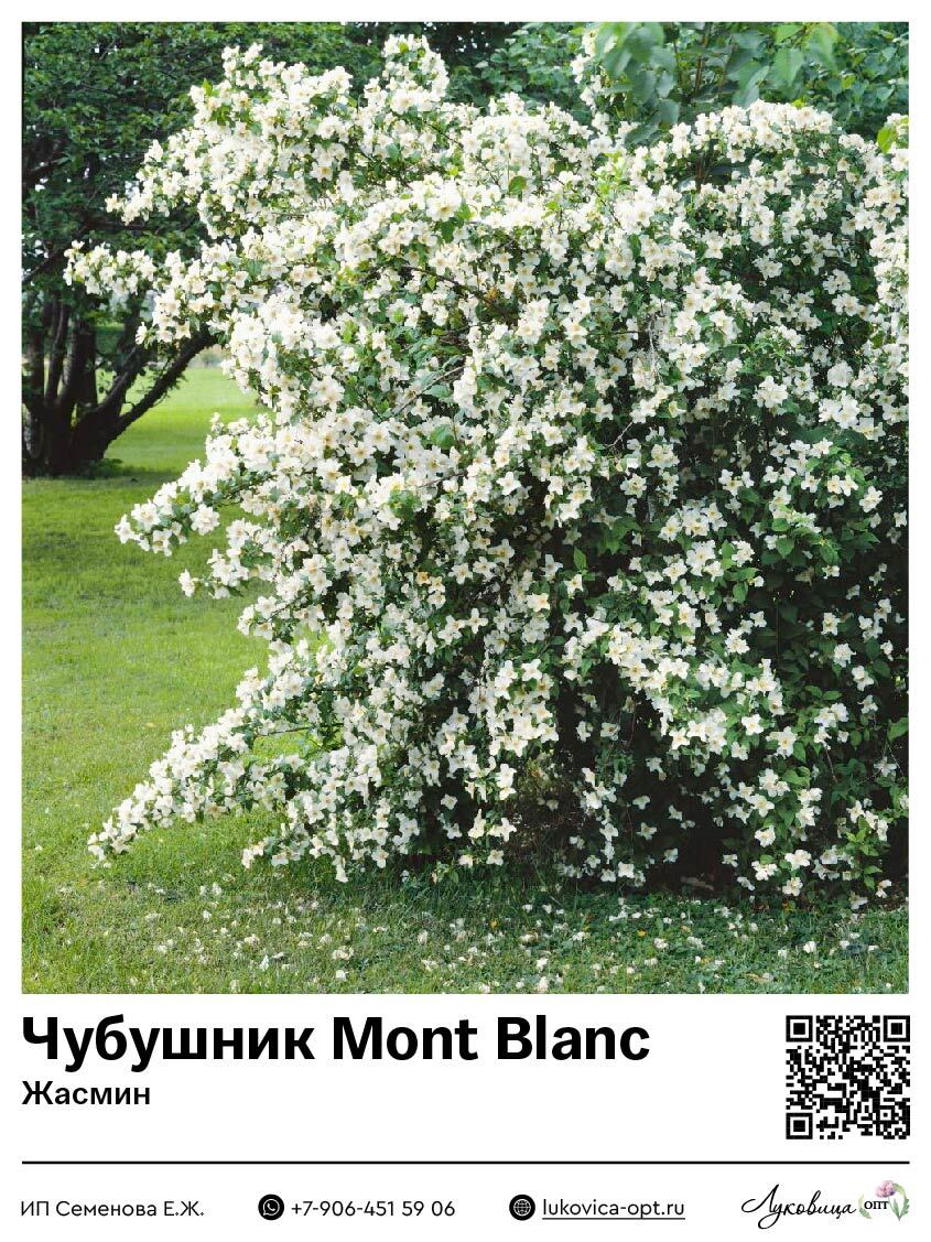 Чубушник [Жасмин] Mont Blanc (Мон Блан)