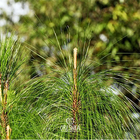 Seeds of Himalayan Roxburgh pine (Pinus roxburghii) — 15 pcs