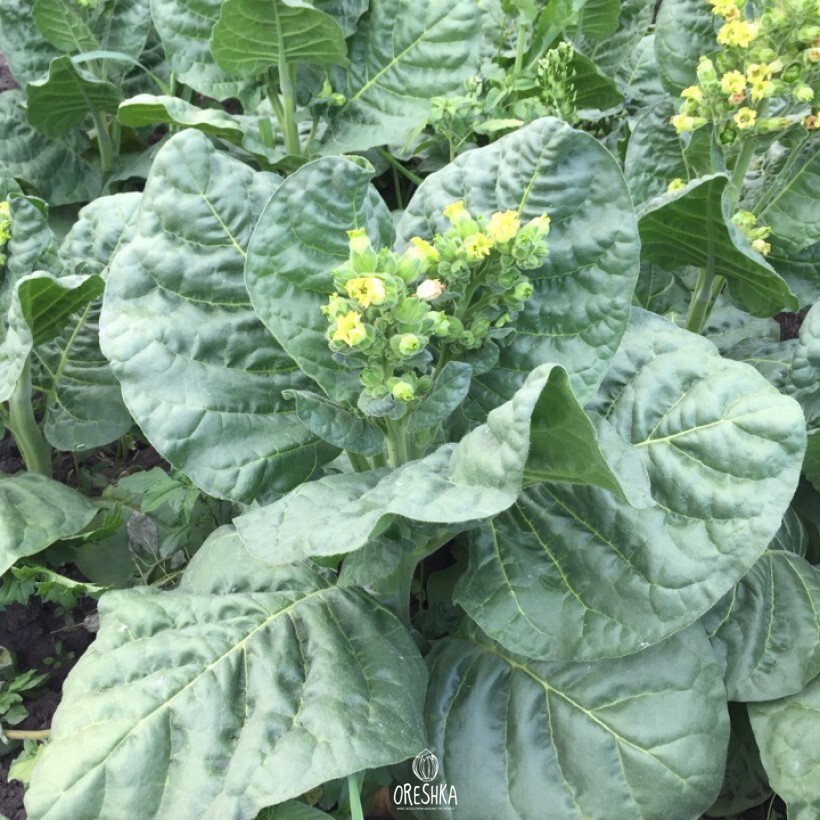 Seeds of shag Stalingrad (Nicotiana tabacum) — 300 pcs