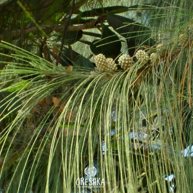 Seeds of Casuarina horsetail (Casuarina equisetifolia) — 50 pcs