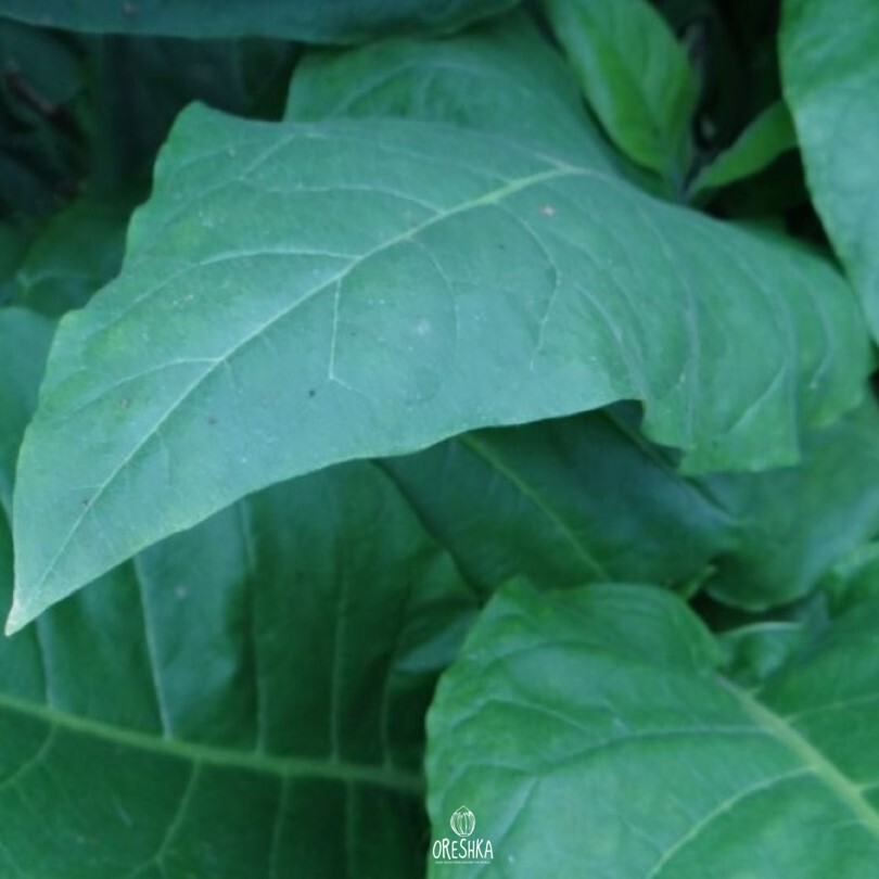 Seeds of Pryluky tobacco 75 (Nicotiana tabacum) — 300 pcs