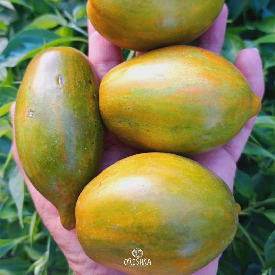 Seeds of Tomato Saucy Mary Dwarf (solanum lycopersicum) — 10 pcs