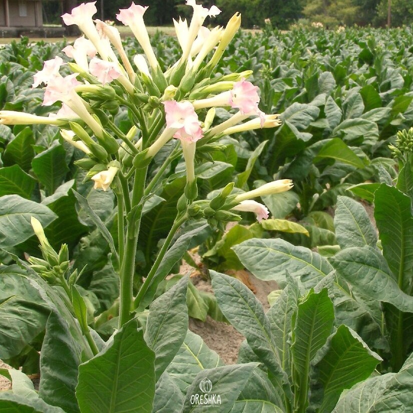 Seeds of Tobacco Hawti (Nicotiana tabacum) — 300 pcs