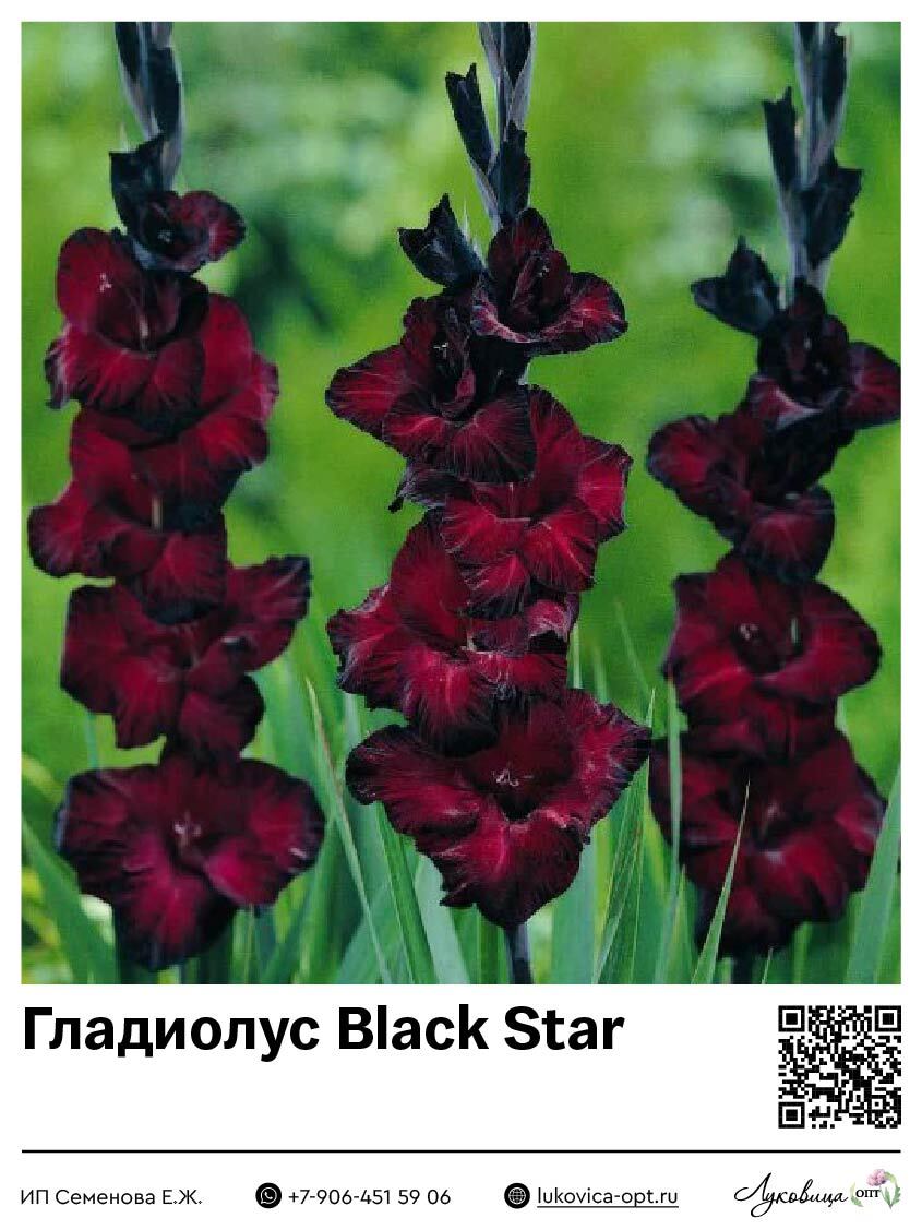 Гладиолус Black Star 5 шт