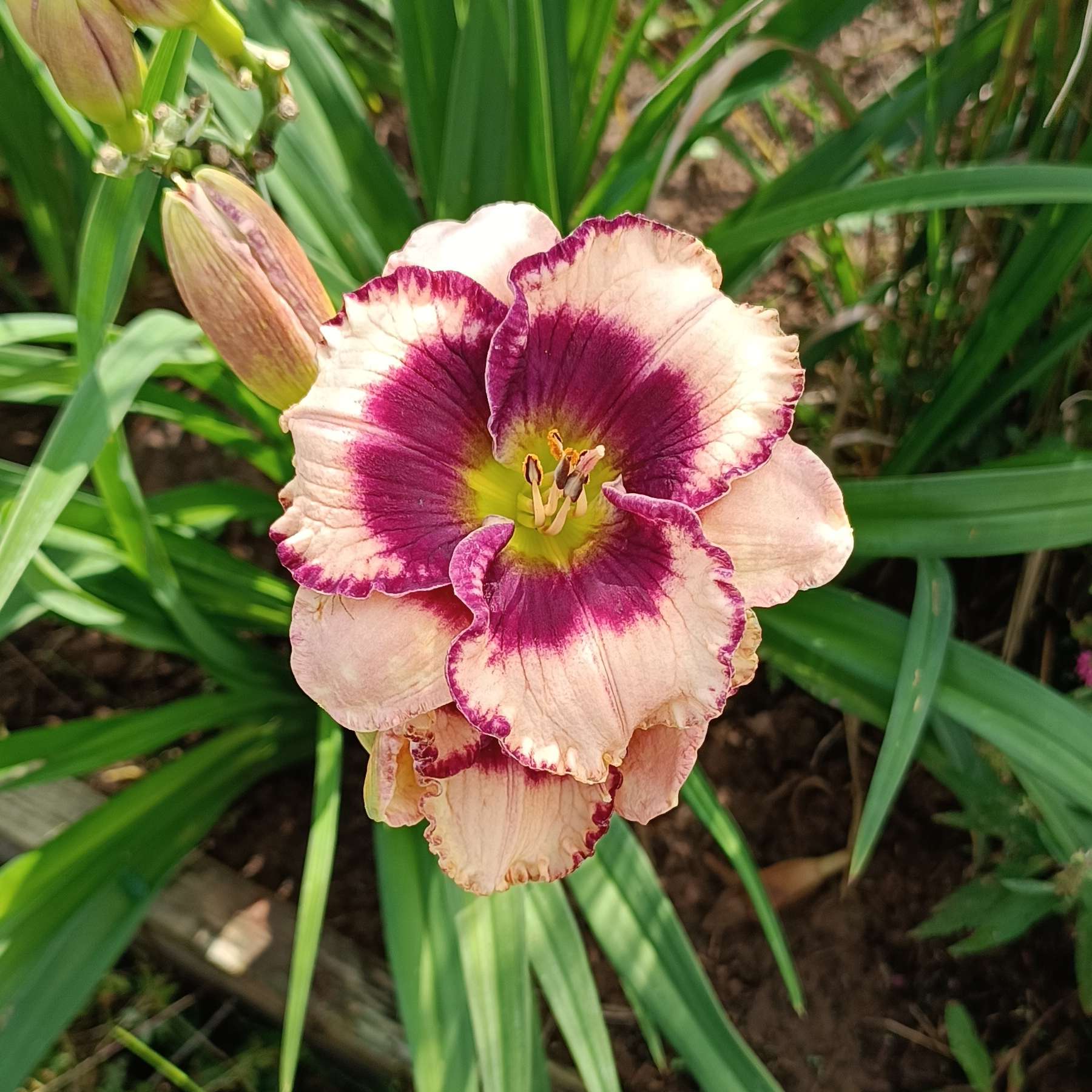 11 лучших современных сортов лилейников Фото  Ботаничка