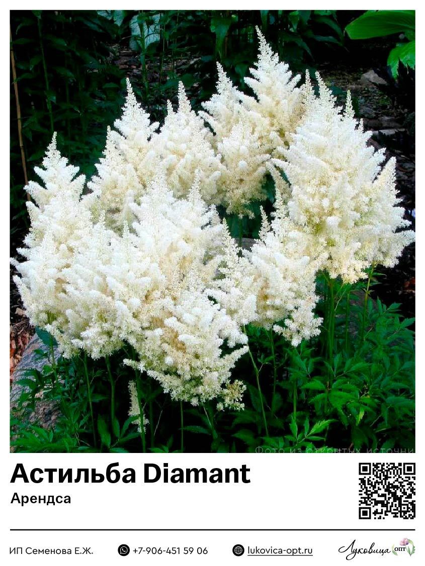 Астильба Diamant (Арендса) 1 шт